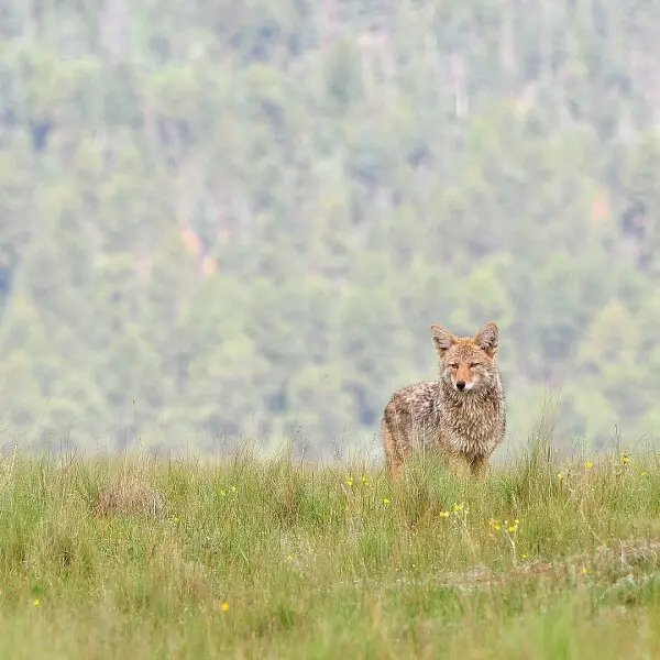 Coyote photo