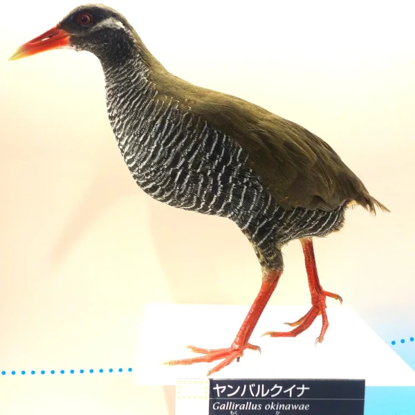 Hypotaenidia okinawae факти, дієта, ареал і фотографії на Animalia.bio