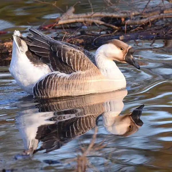 Swan Goose photo