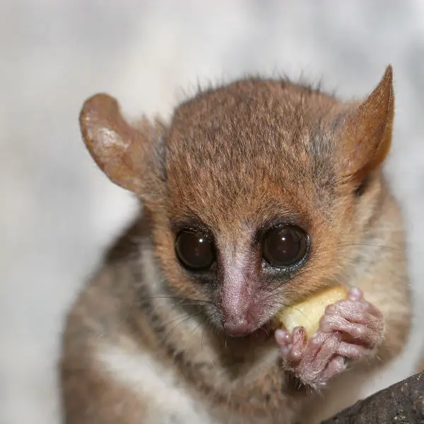 Gray Mouse Lemur - Facts, Diet, Habitat & Pictures on 