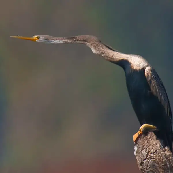 Oriental Darter