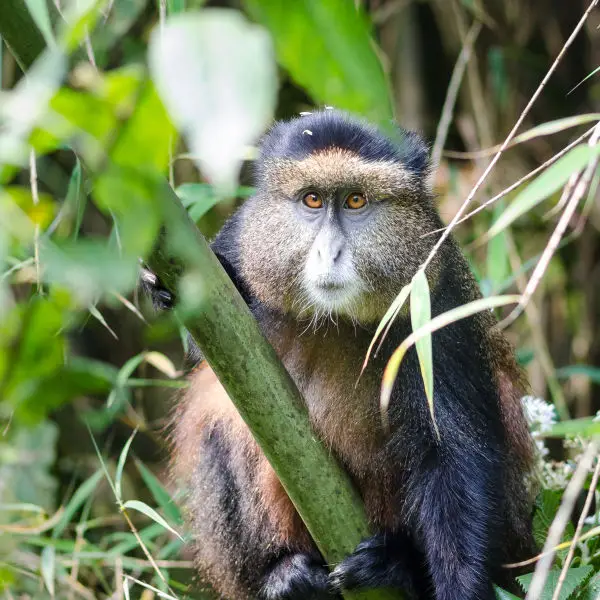 Golden Monkey - Facts, Diet, Habitat & Pictures on 