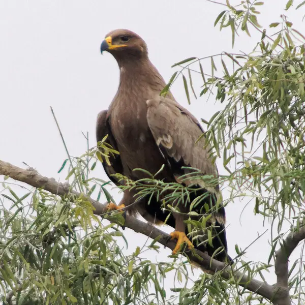 Steppe eagle (Aquila nipalensis) at carcass dumping site and raptors birds' reserve, Jor Beed, Bikaner