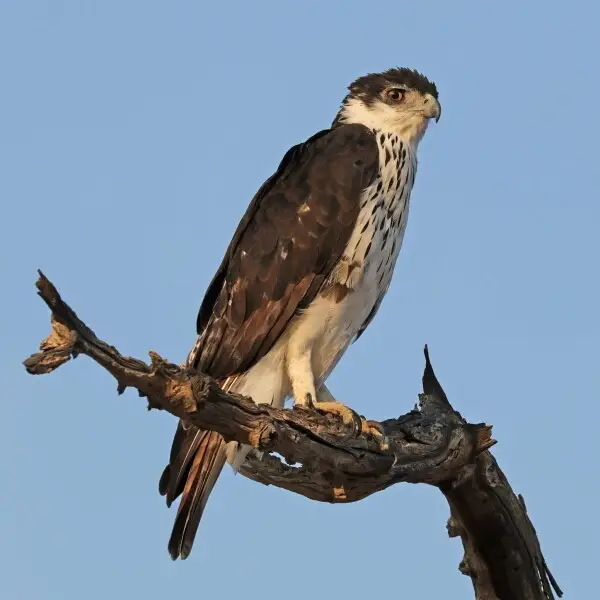 African hawk eagle (Aquila spilogaster), Damaraland, Namibia