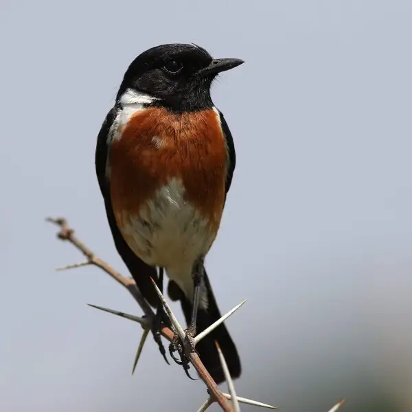 African stonechat