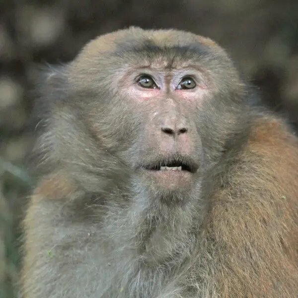 Head shot of a male western Assam macaque (Macaca assamensis pelops) in Nagarjun Forest, Kathmandu, Nepal