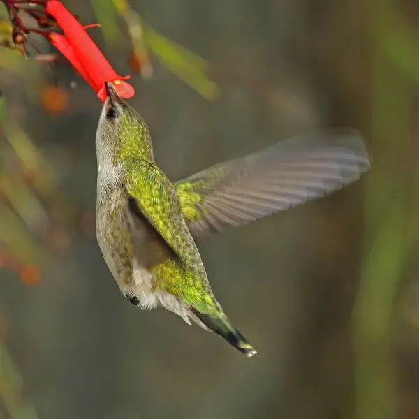 Vervain hummingbird (Mellisuga minima) feeding, Strawberry Hill, Jamaica
