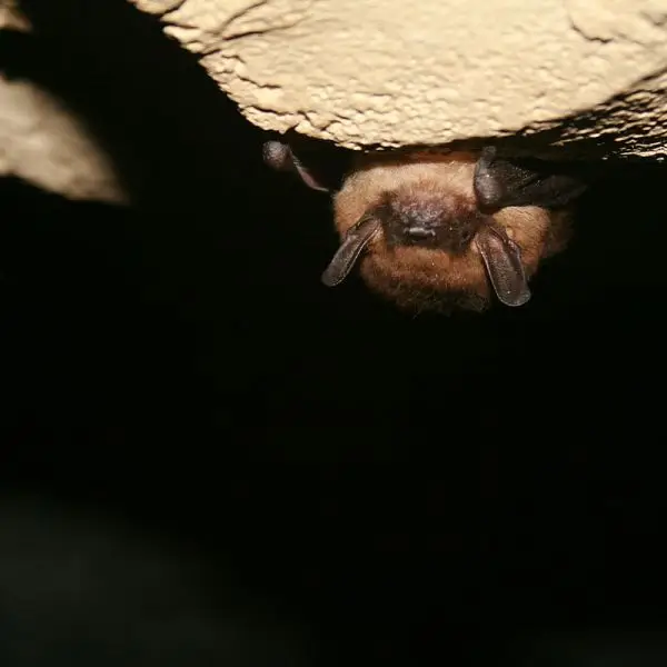 Big Brown Bat Facts, Diet, Habitat & Pictures on Animalia.bio
