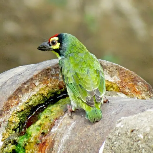 can a barbet live in pakistan