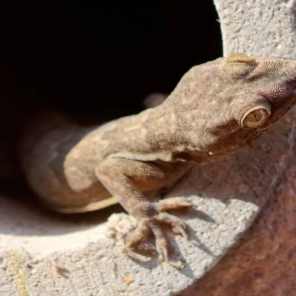 Hemidactylus flaviviridis, Jodhpur, Rajasthan