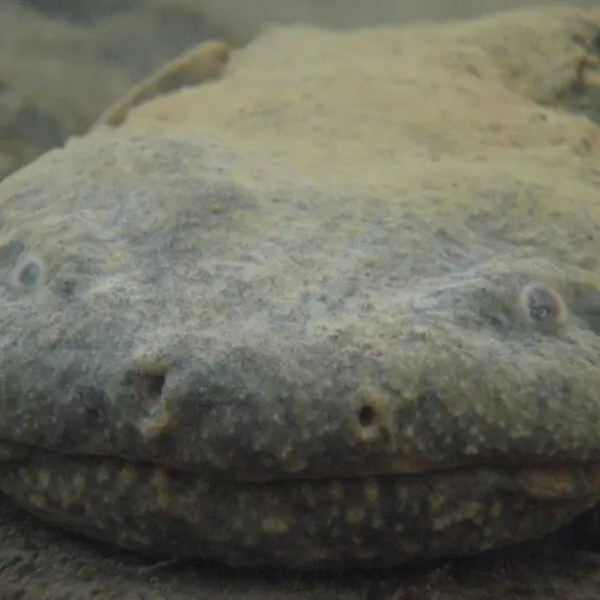 Adult hellbender in the wild in New York.

The Buffalo Zoo received funding for hellbender research and restoration from the U.S. Fish and Wildlife Service and the New York State Department of Environmental Conservation as part of the State Wildlife Grant