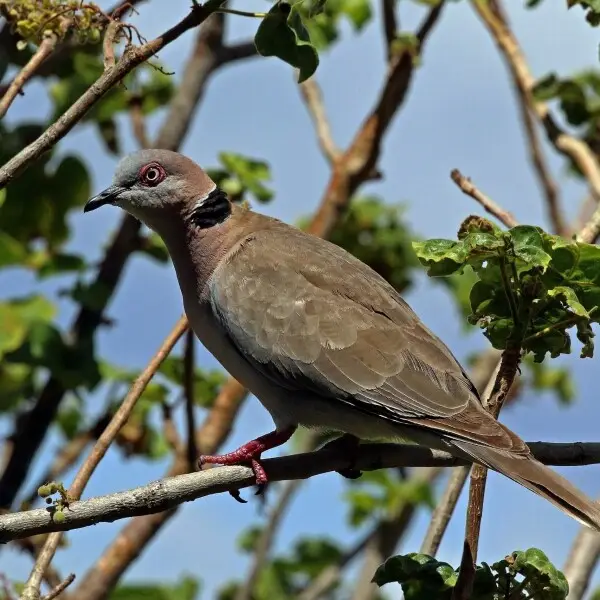 Mourning collared dove Facts, Diet, Habitat & Pictures on Animalia.bio