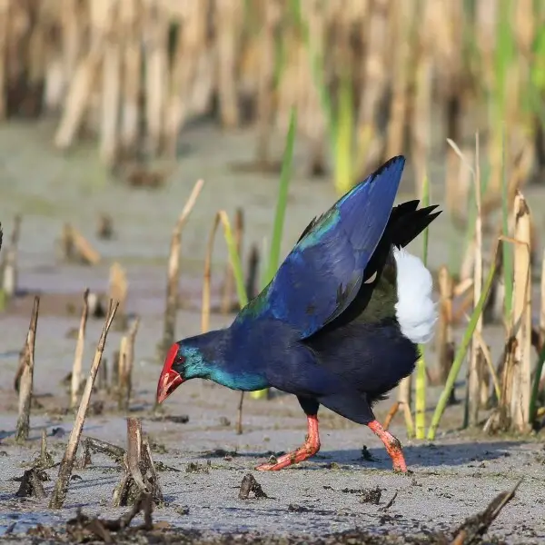 African Purple Swamphen, Porphyrio madagascariensis at Marievale Nature Reserve, Gauteng, South Africa