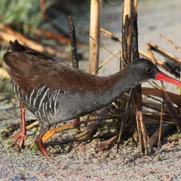 African Rail, Rallus caerulescens at Marievale Nature Reserve, Gauteng, South Africa