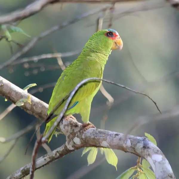 A White-fronted Amazon in Belize.