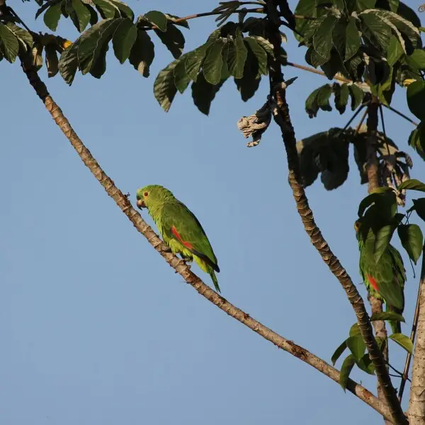 Two Blue-fronted Amazons (Amazona aestiva aestiva) in the Pantanal, Mato Grosso, Brazil. Intergrades between Blue-fronted Amazons and Yellow-crowned Amazons (Amazona ochrocephala) can be found in this region; nevertheless, the two parrots in the photograp