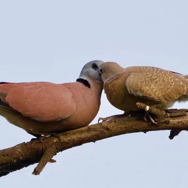 Birding at Keoladeo National Park, Bharatpur, Rajasthan. Nov 2019.