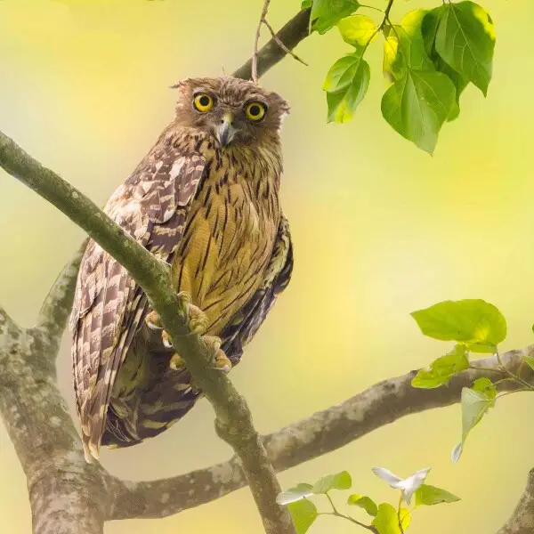 Brown fish owl Facts, Diet, Habitat & Pictures on Animalia.bio