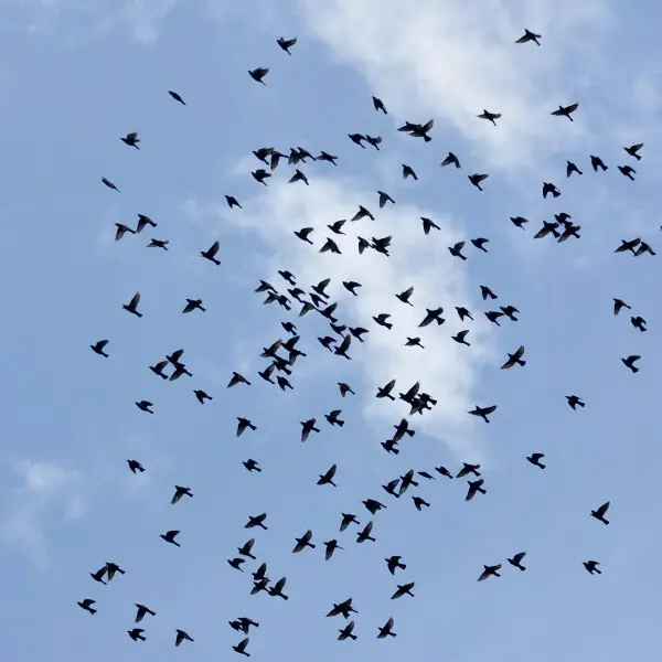Asian Glossy Starling Aplonis panayensis tytleri flock in flight, North Andaman Island, India