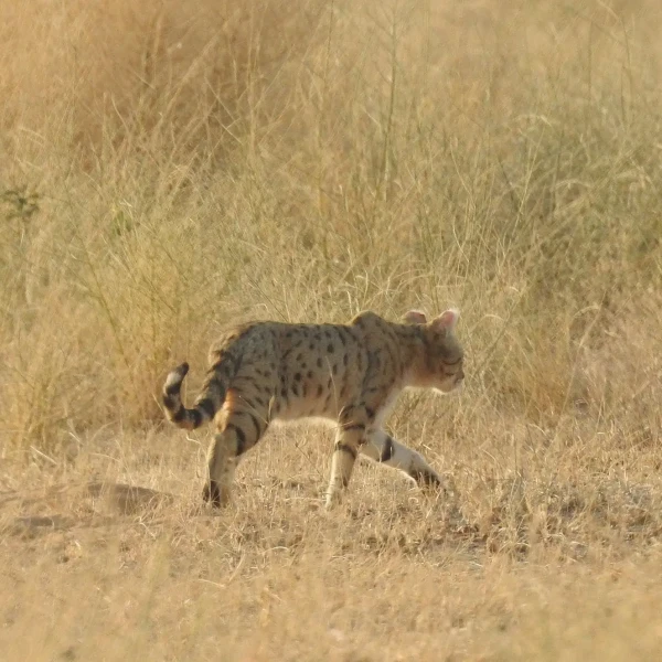 Asiatic wildcat