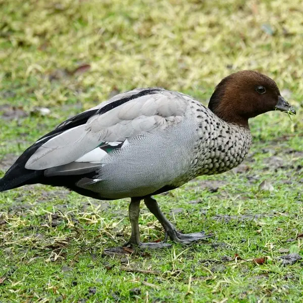 Australian wood duck Facts, Diet, Habitat & Pictures on Animalia.bio