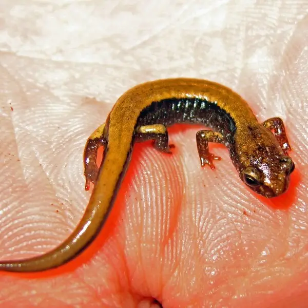 Baby Western Red-backed Salamander, Plethodon vehiculum