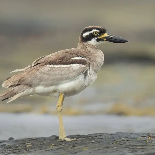 Beach Stone-Curlew (Esacus magnirostris), Long Reef, New South Wales, Australia
