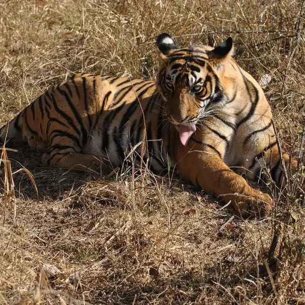 Bengal Tiger laying