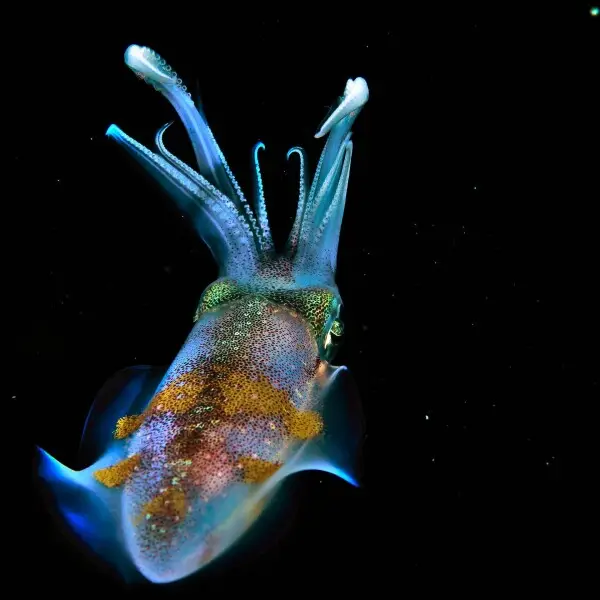 Bigfin reef squid - Facts, Diet, Habitat & Pictures on Animalia.bio