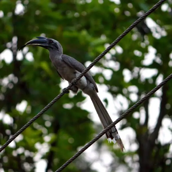Indian Grey Hornbill Ocyceros birostris was seen early in the morning in search of food and relaxing on wires.
