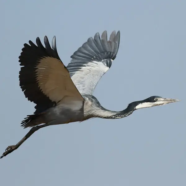 Black-headed heron - Facts, Diet, Habitat & Pictures on Animalia.bio