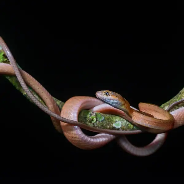 Boiga nigriceps, Red cat snake (subadult) - Khao Luang National Park.
Photo by Thai National Parks, https://www.thainationalparks.com/khao-luang-national-park.