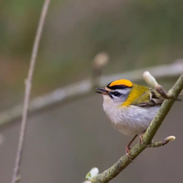 Firecrest "Regulus ignicapillus"