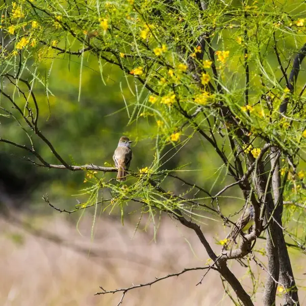 Brown-crested flycatcher