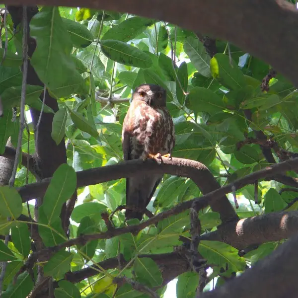 Brown Hawk Owl - Ninox scutulata