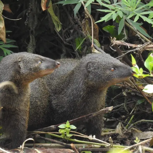 Brown mongoose pair near Valparai in the Anamalai Hills, Western Ghats, India