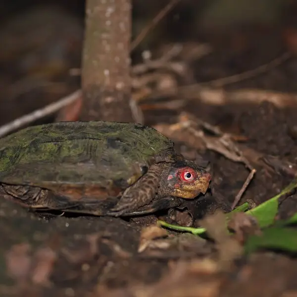 Cane turtle on the forest floor in a rainforest in the Anamalai Tiger Reserve, Tamil Nadu.