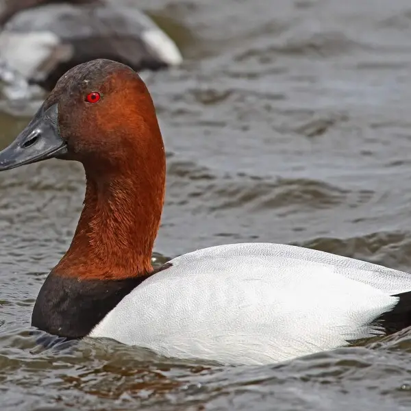 Canvasback Facts, Diet, Habitat & Pictures on Animalia.bio