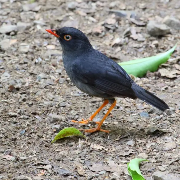 Slaty-backed nightingale-thrush, Monteverde, Costa Rica.