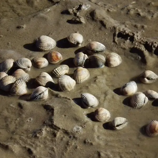 Common cockle Facts, Diet, Habitat & Pictures on Animalia.bio