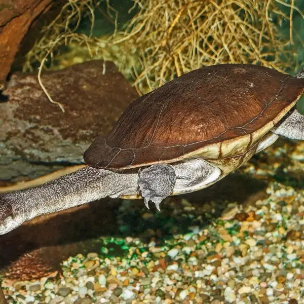 Chelodina mccordi Rhodin, 1994, Roti Island snake-necked turtle; Karlsruhe Zoo, Karlsruhe, Germany.