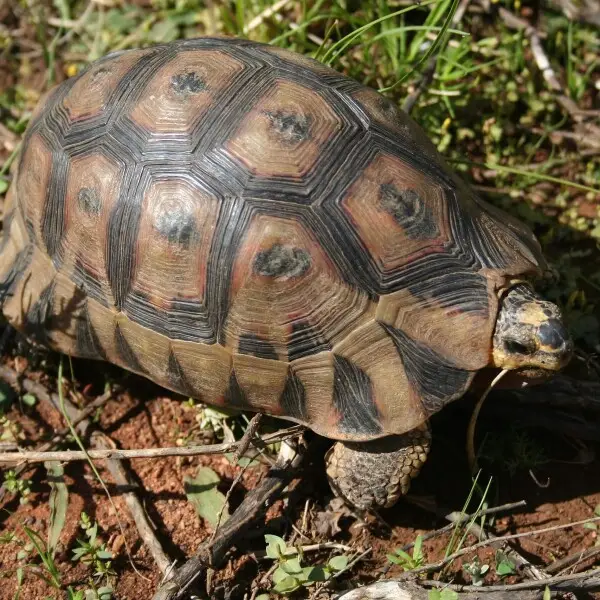 Angulate tortoise - Facts, Diet, Habitat & Pictures on Animalia.bio