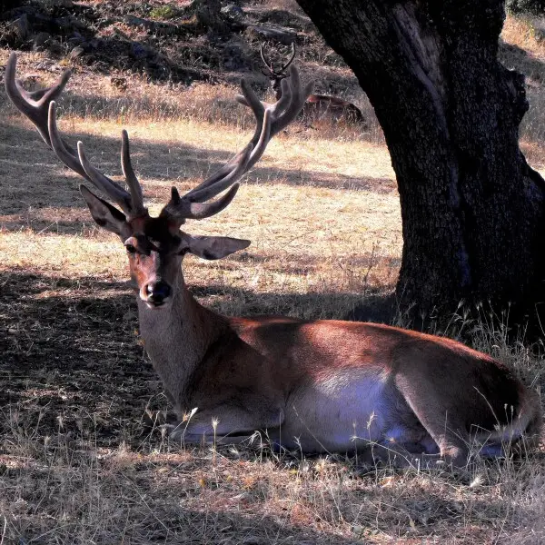 La mayor parte del territorio de Parque Natural de la Sierra de Carde?a y Montoro se dedica a la actividad cineg?tica, sobre todo caza mayor. El ciervo es la pieza mas importante.