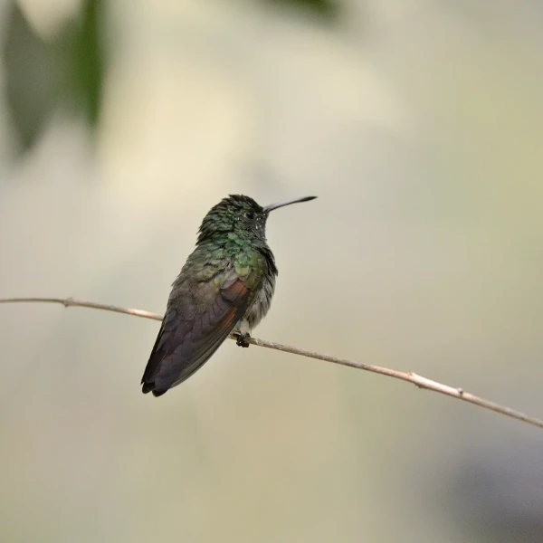 Berylline hummingbird