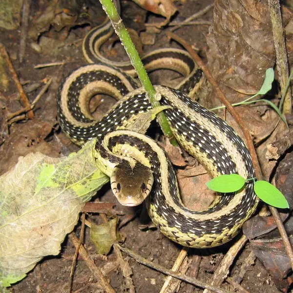 Common Garter Snake - Facts, Diet, Habitat & Pictures On Animalia.bio