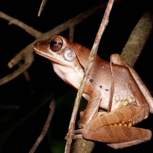 Common Indian Tree Frog , Polypedates Maculatus