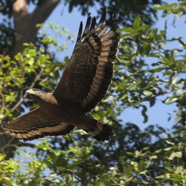 Crested serpent eagle - Facts, Diet, Habitat & Pictures on Animalia.bio