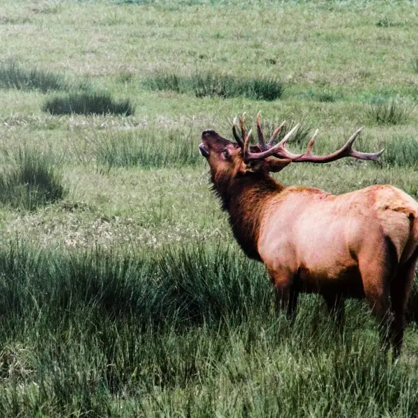 Join us at the BLM's Coos Bay District where we're getting some amazing photos of Roosevelt elk in the wild! The Dean Creek Elk Viewing Area is the year-round residence for a herd of about 100 Roosevelt elk. A mild winter climate and abundant food allow O