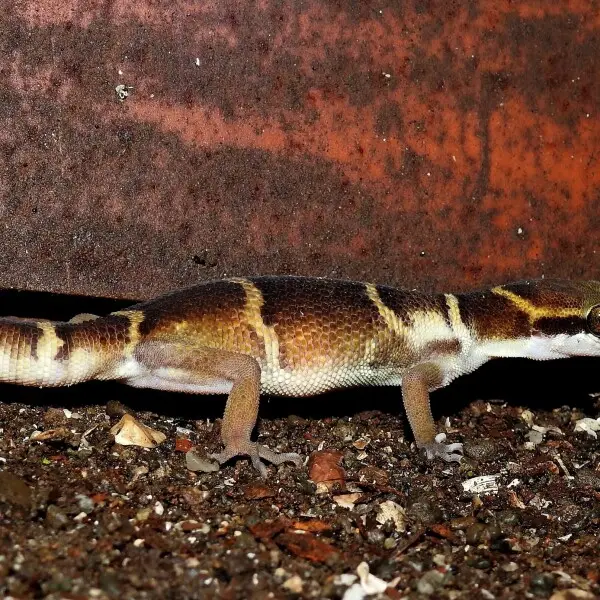 Deccan Banded Gecko Geckoella deccanensis. Clicked by Dr. Raju Kasambe in BNHS Conservation Education Centre, Goregaon, Mumbai. Sanjay Gandhi National Park.