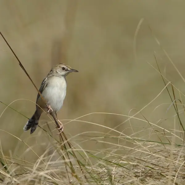Desert cisticola, Cisticola aridulus, at Ezemvelo Nature Reserve, Gauteng, South Africa.